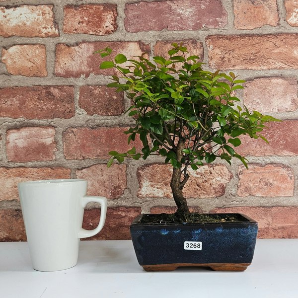 Yorkshire Bonsai Bird Plum (Sageretia) Bonsai Tree | Broom | In 15cm Pot