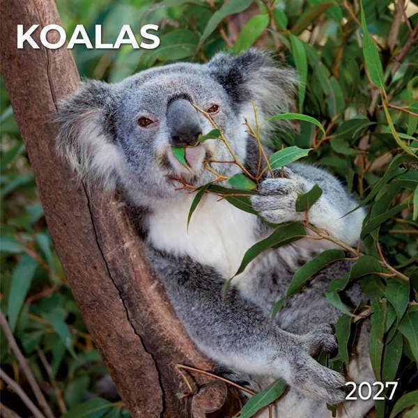 Koalas Calendar 2027, Wall Calendars, Month To View, Animals, Gift