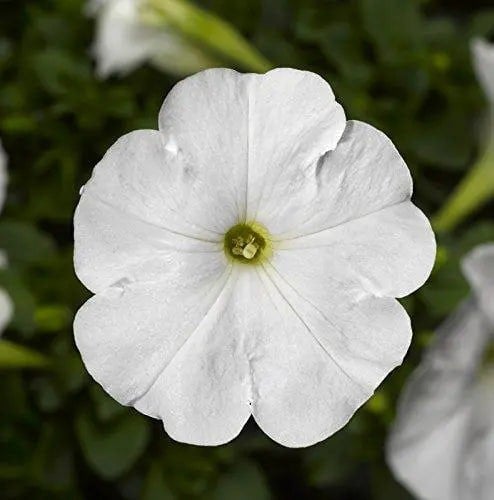 Petunia White 6 Pack x 2 (12 Plants) plants by post