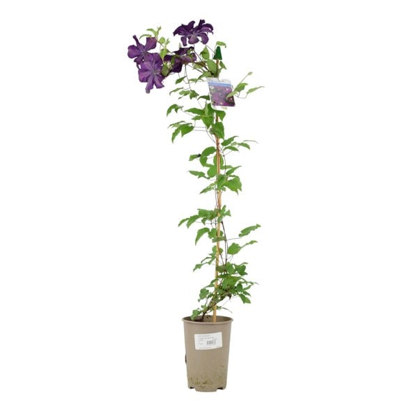 Clematis Warszawska Nike Plants By Post