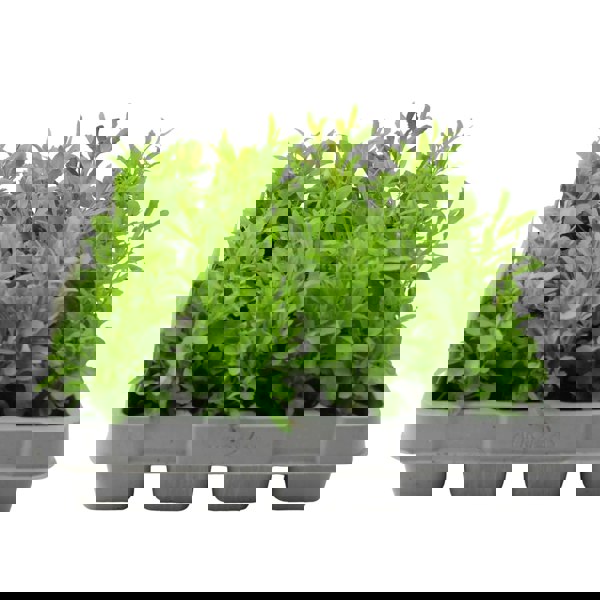 Lobelia Trailing Mixed 12 Pack x 2 (24 Plants) plants by post