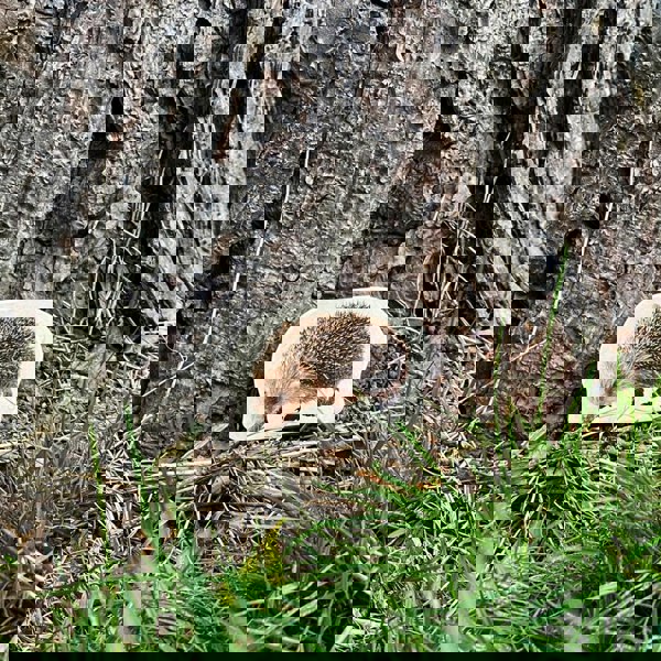 tickit Wooden Forest Animal Blocks