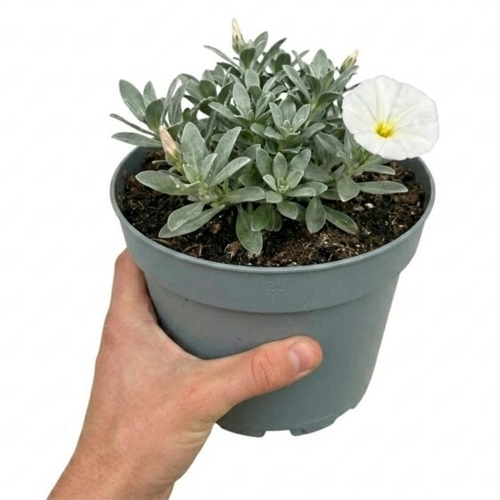 Convolvulus Cneorum Silver Bush 2L Pot – Hardy Evergreen Shrub with White Flowers