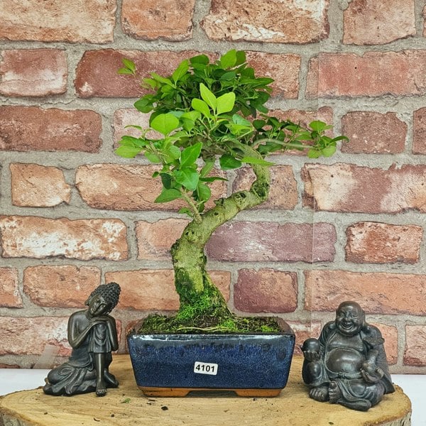 Yorkshire Bonsai Chinese Privet (Ligustrum Sinense) Bonsai Tree | Shaped | In 15cm Pot