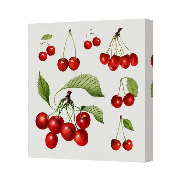 Benjamin Tate Design Cherry Botanical Canvas Art Print Vintage Fruit Illustration Ready To Hang