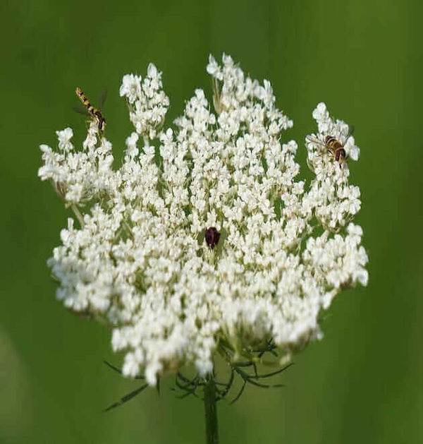 daucus carota var sativus