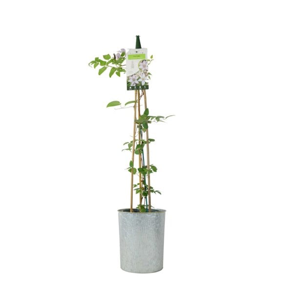 Clematis Samaritan Jo – 3L Pot – Compact Silver Pink Flowering Patio Clematis plants by post