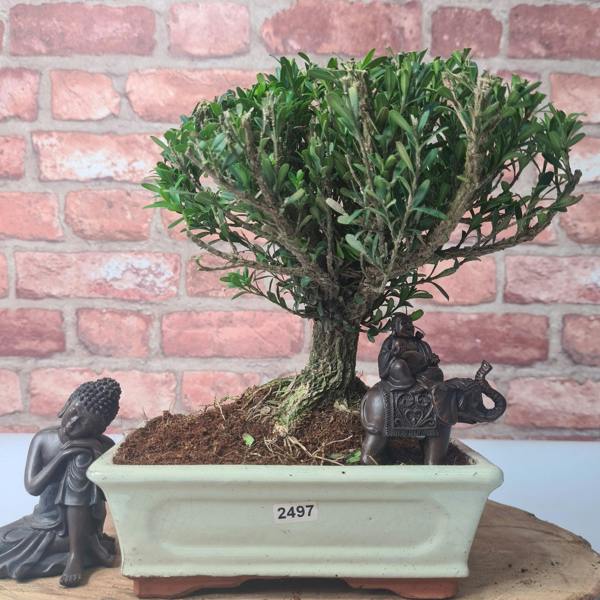 Yorkshire Bonsai Boxwood (Buxus Harlandii) Bonsai Tree | Broom | In 20cm Pot