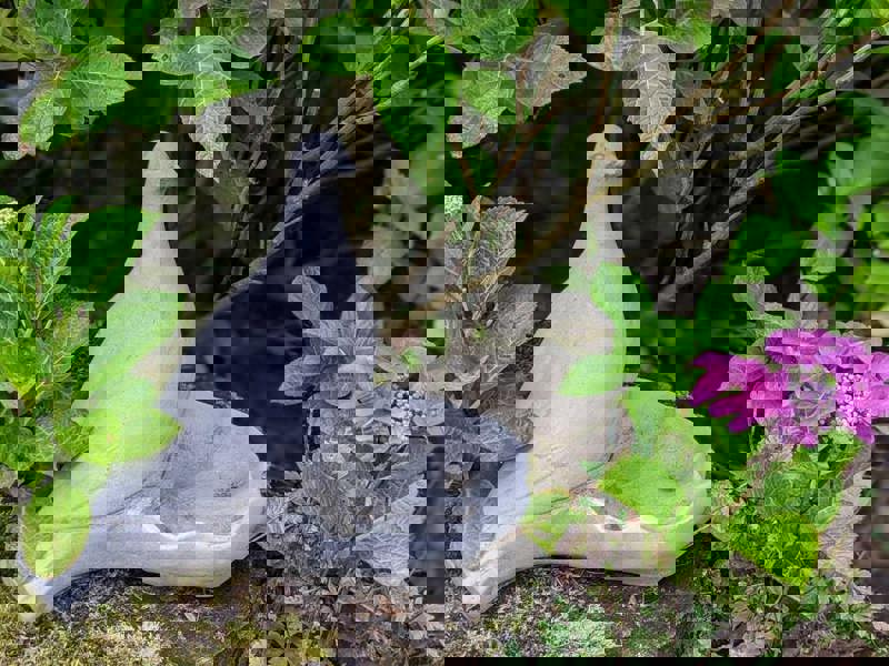 Floor level Birdbath with Perching Pigeon / Bird feeder