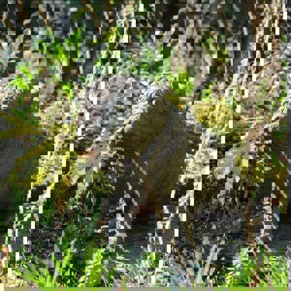 Full Size Pug Cold cast Bronze dog Statue