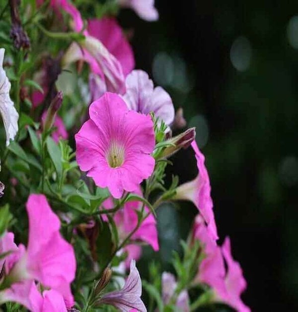 Morning glory in a garden