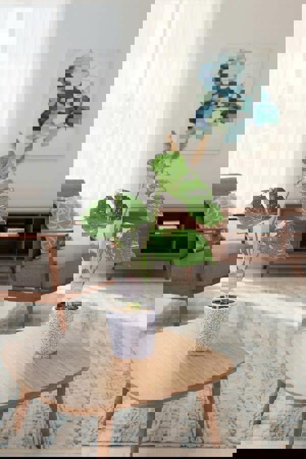 Monstera Thai Constellation – A Rare & Highly Sought-After Variegated Houseplant Plants By Post