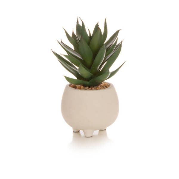 Scottish Everlastings Set of 3 15cm Succulents in Cement Pot