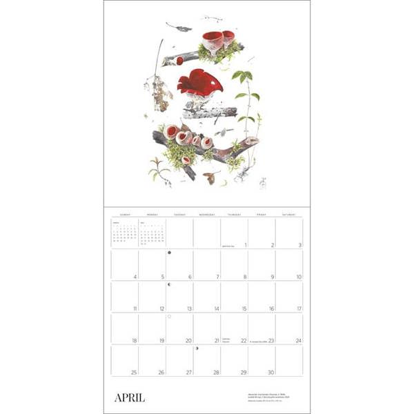 Alexandar Viazmensky, Mushrooms Calendar 2027, Wall Calendars, Month To View, Natural World, Gift
