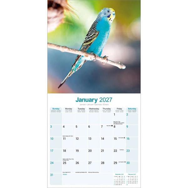 Budgerigars Calendar 2027, Wall Calendars, Month To View, Animals, Gift