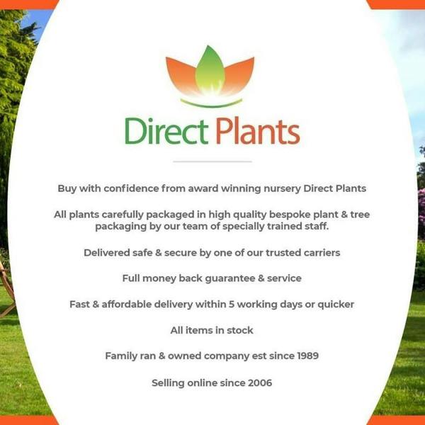Direct Plants 5 Mixed Apple Fruit Trees 4-5ft Tall By Direct Plants