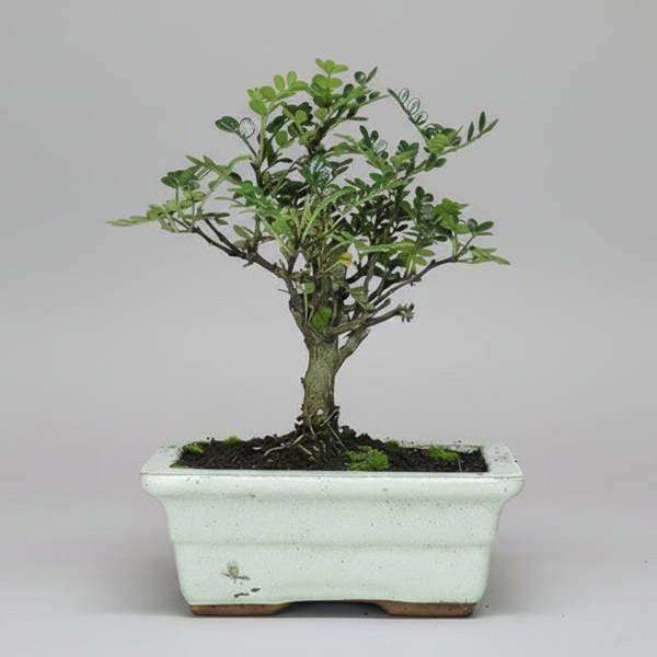 Yorkshire Bonsai Chinese Pepper (Zanthoxylum Pipertum) Bonsai Tree | Broom | In 20cm Pot