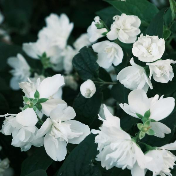 Direct Plants 3 Large Philadelphus Virginal Mock Orange Shrubs in 3 Litre Pots By Direct Plants