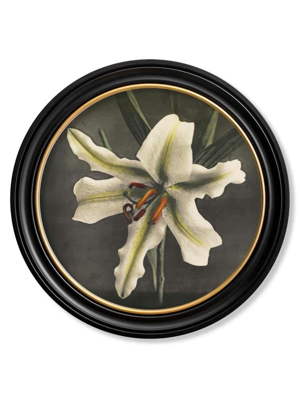 Exceptional Art Lily by Kazumasa Ogawa - Oxford Round Frame