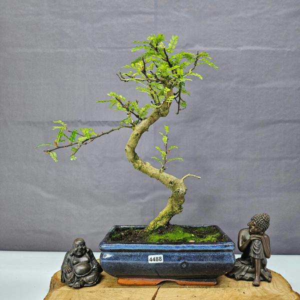 Yorkshire Bonsai Chinese Pepper (Zanthoxylum Pipertum) Bonsai Tree | Shaped | In 20cm Pot