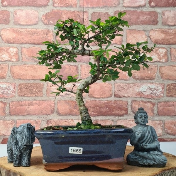 Chinese Elm (Ulmus Parvifolia) Bonsai Tree | Shaped | In 15cm Pot - Yorkshire Bonsai