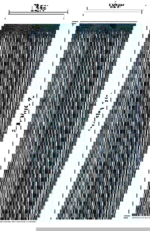 Cheetah Shimmer Tinsel Curtain, 2.5M x 1M Black