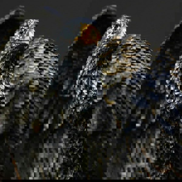 Eagle Statue Resin Ornament - Home & Office Decor Symbolising Wealth, Freedom, and Power | Unique Birthday or Valentine Gift