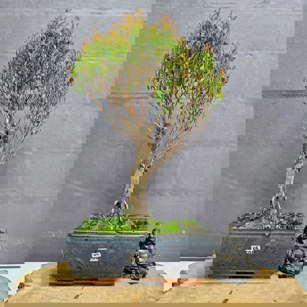 Yorkshire Bonsai Brush Cherry (Syzygium) Bonsai Tree | Broom | In 20cm Pot