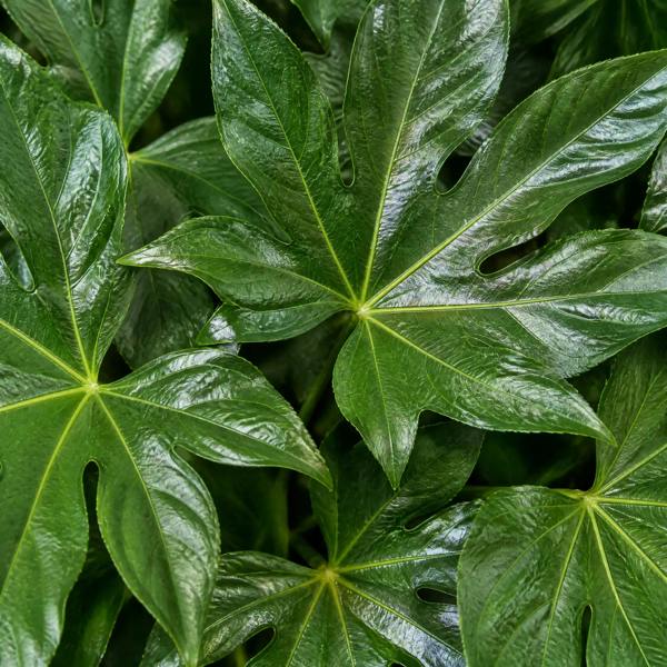 Fatsia Paper Plant 12cm Pot - Air Purifying Plant Plants By Post