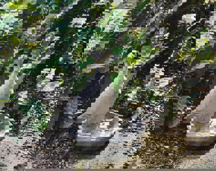 Floor level Birdbath with Perching Pigeon / Bird feeder