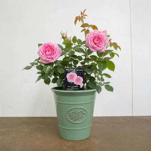 3L Mum In A Million Pink Rose Bush - Beautiful Flowering Plant Gift