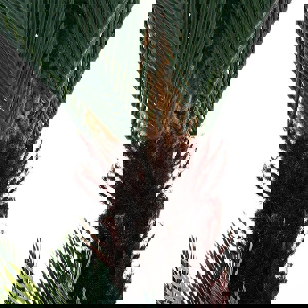 Artificial Double Cycas Decorative Plant in Planter Living and Home