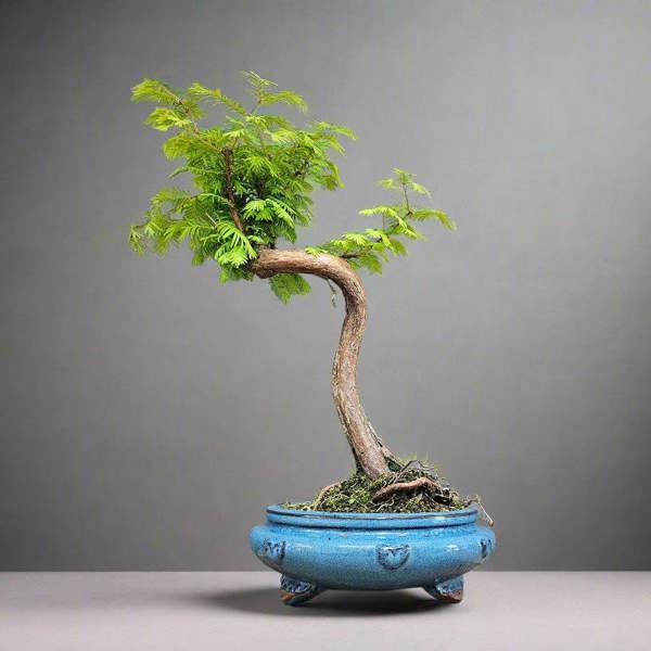 Yorkshire Bonsai Dawn Redwood (Metasequoia) Bonsai Tree | Shaped | In 25cm Pot