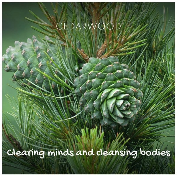 Cedarwood tree with cones and text - Clearing minds and cleansing bodies.