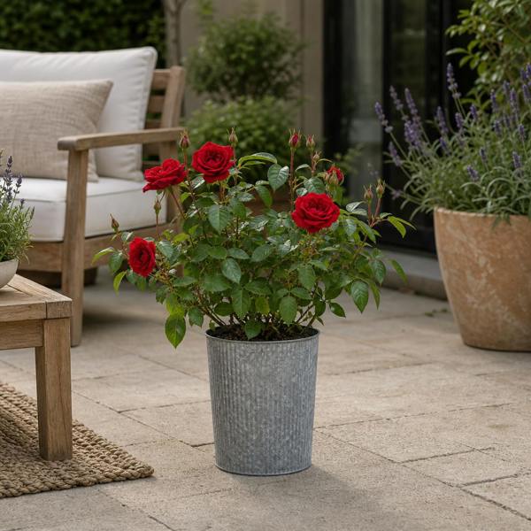 3L Red Patio Rose in Decorative Pot Outdoor Garden & Patio Plant