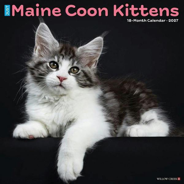 Just Maine Coon Kittens Calendar 2027, Wall Calendars, Month To View, Cats, Gift