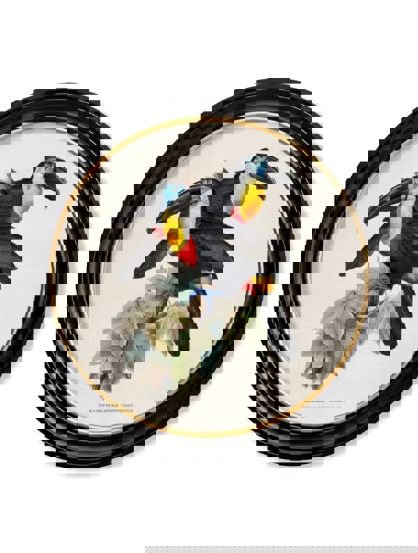 Exceptional Art c.1848 Toucans - Round Frames