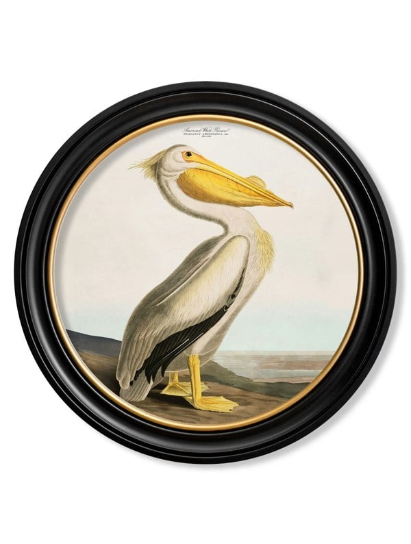 Exceptional Art c.1838 Audubon's Pelican - Light - Round Frame