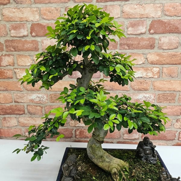 Yorkshire Bonsai Large Chinese Elm (Ulmus Parvifolia) Bonsai Tree | Shaped | In 40cm Pot