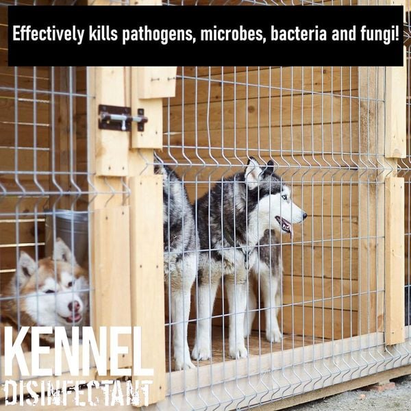 Ultima Plus XP ULTIMA-PLUS XP Kennel Kleen - Disinfectant, Cleaner, Sanitiser & Deodoriser 10L Bubblegum Scent