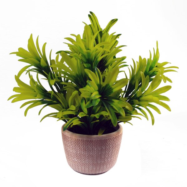 Leaf 22cm Honey Plant Light Green in Terracotta Pot