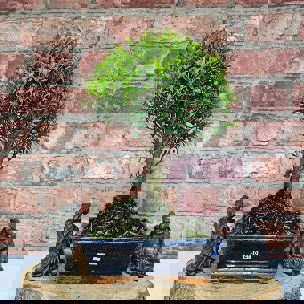 Yorkshire Bonsai Brush Cherry (Syzygium) Bonsai Tree | Broom | In 20cm Pot