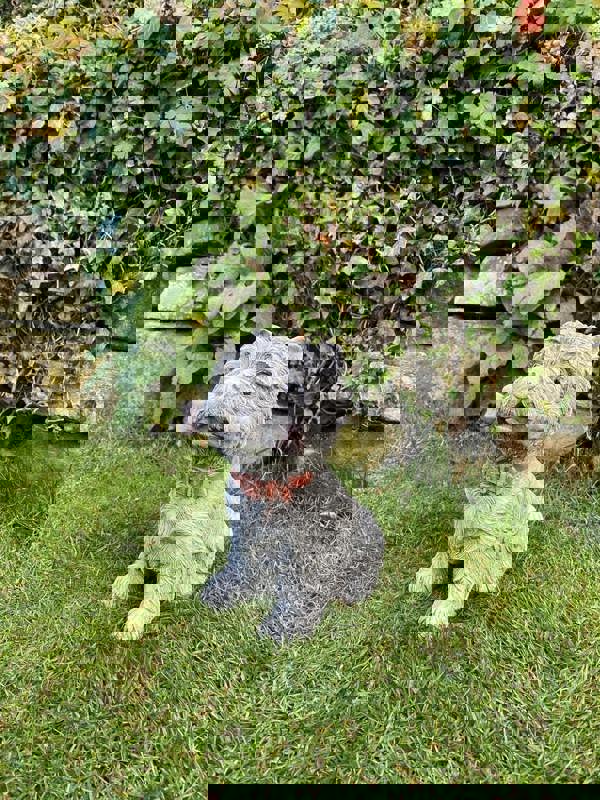 Small Westie Terrier chewing bone Stone Ornament