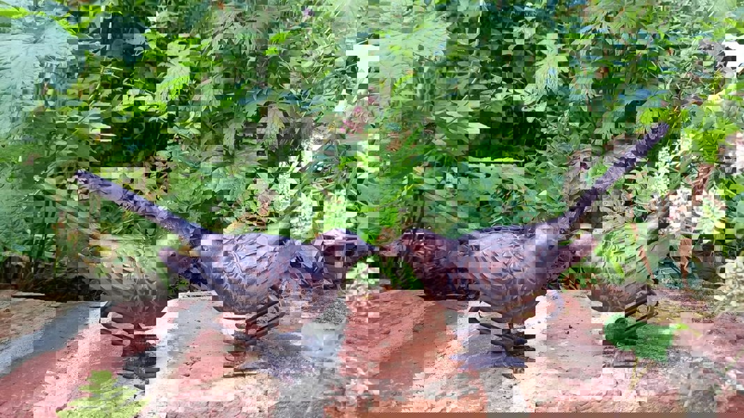 Inspirational Gifting Pair of Birds Garden Sculpture Ornaments