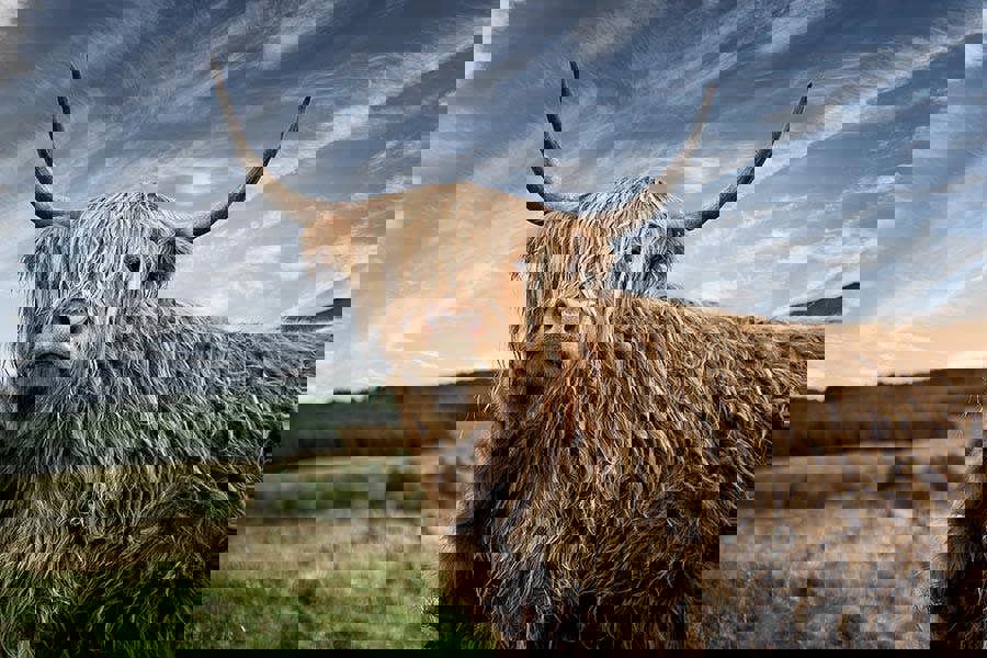 guardian of the glen by tim wallace