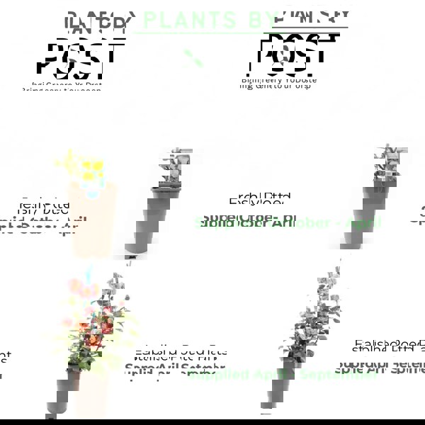 Rose 'Thinking of You' – Deep Crimson Memorial Garden Rose Bush Plants By Post