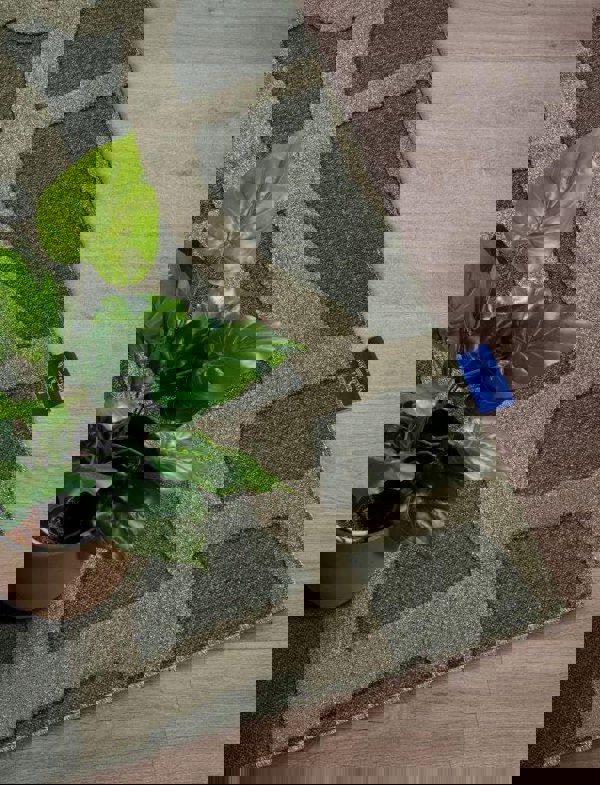 The Rugs Geometric Design Short Pile Rug - Modern Comfort