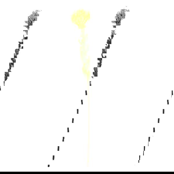 Hill Interiors Pincushion Protea Spray Artificial Flower - Green - 