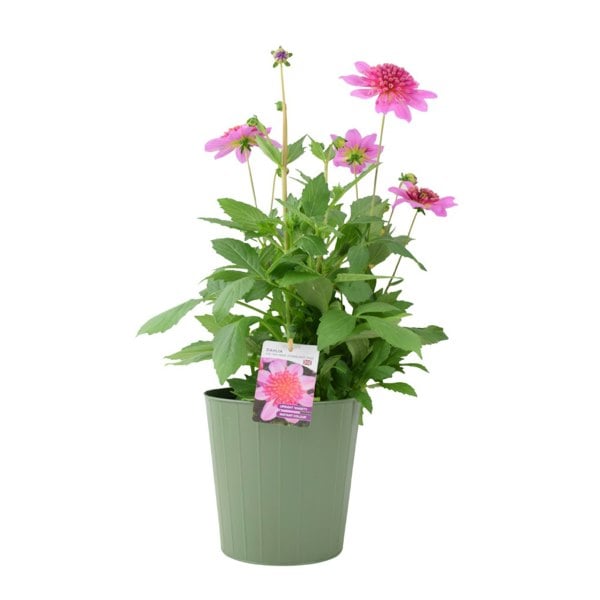 Dahlia Dalina Maxi Starburst Pink 3.2L Pot – Vibrant Pink Anemone Dahlia Plants By Post