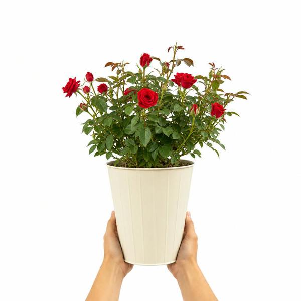 3L Red Patio Rose in Decorative Pot Outdoor Garden & Patio Plant